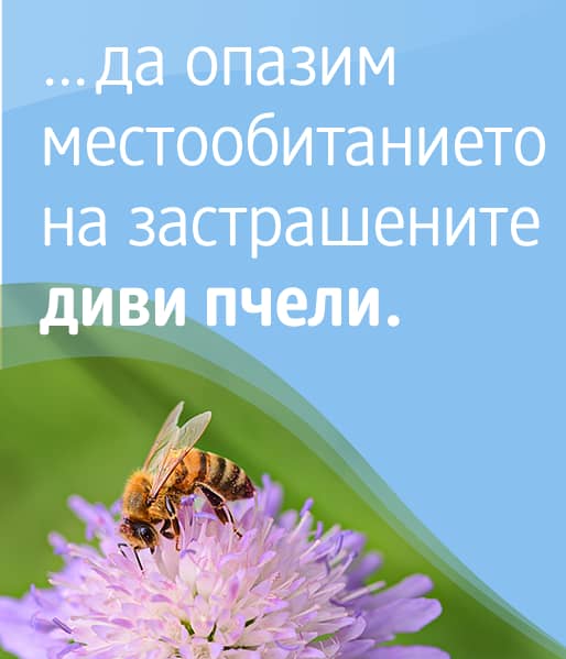 Sie können unterstützen, Lebensräume gefährdeter Wildbienen zu sichern. 