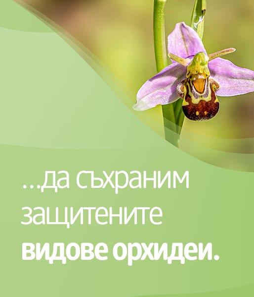 Sie können unterstützen, geschützte Orchideenarten zu bewahren. 