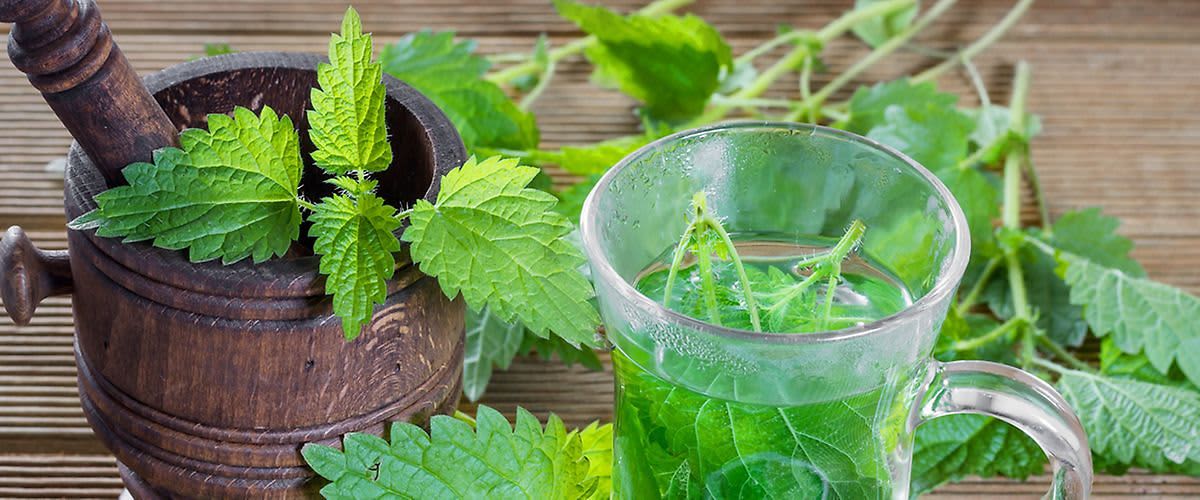 Копривата - богата на витамини и минерали  