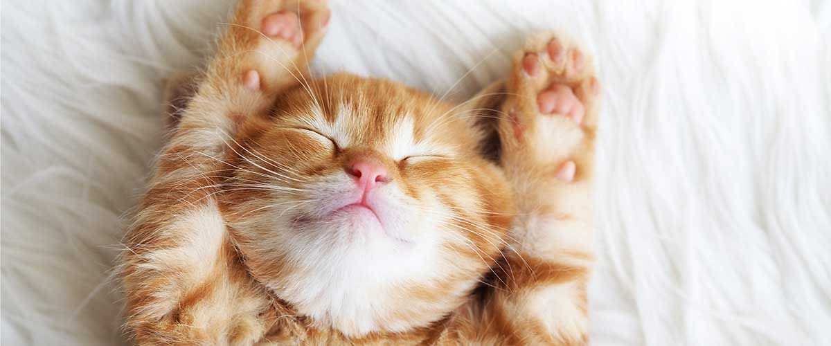 Хубавa и лъскава: Как да се грижите за козината на Вашите домашни любимци