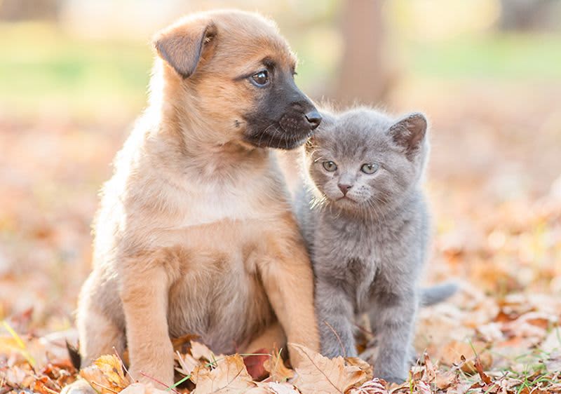 Кажи довиждане на досадни кърлежи и бълхи! Но как?