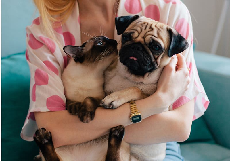 Куче и котка