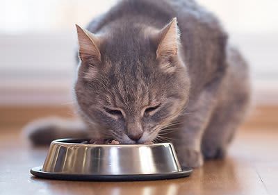 Коя котешка храна е подходяща за Вашата котка?