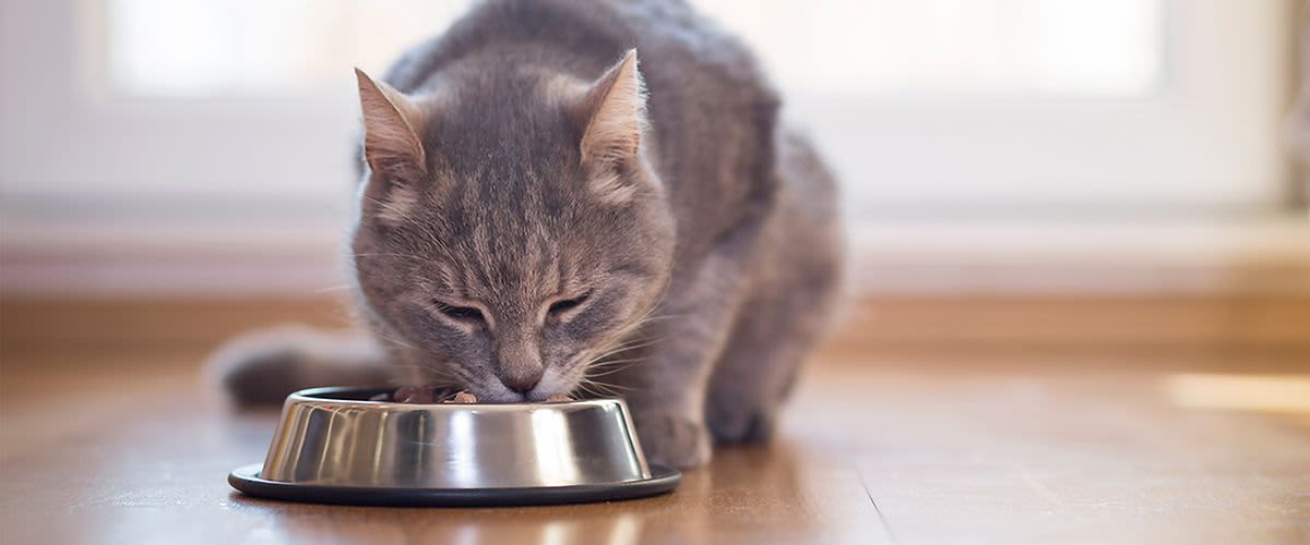Коя котешка храна е подходяща за Вашата котка?