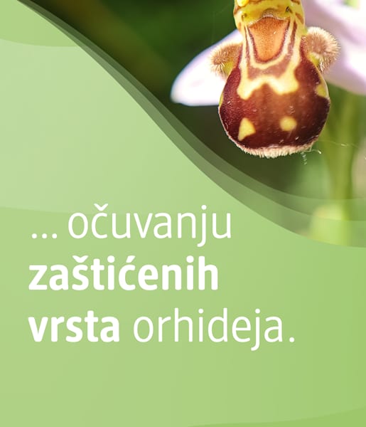 ... očuvanje zaštićenih vrsta orhideja.
