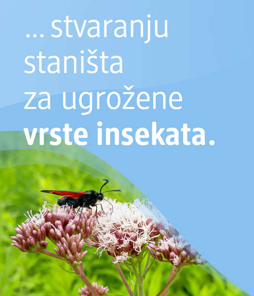 ... stvaranje staništa za ugrožene vrste insekata.