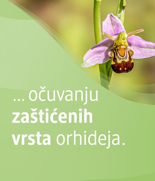 ... očuvanju zaštićenih vrsta orhideja.