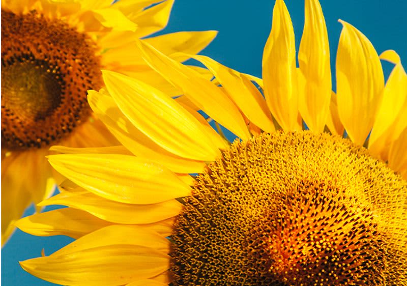 Alternative kokosovom ulju