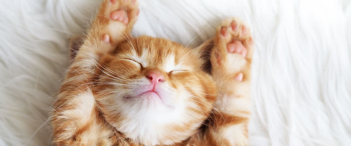 Sjajno krzno za vaše ljubimce