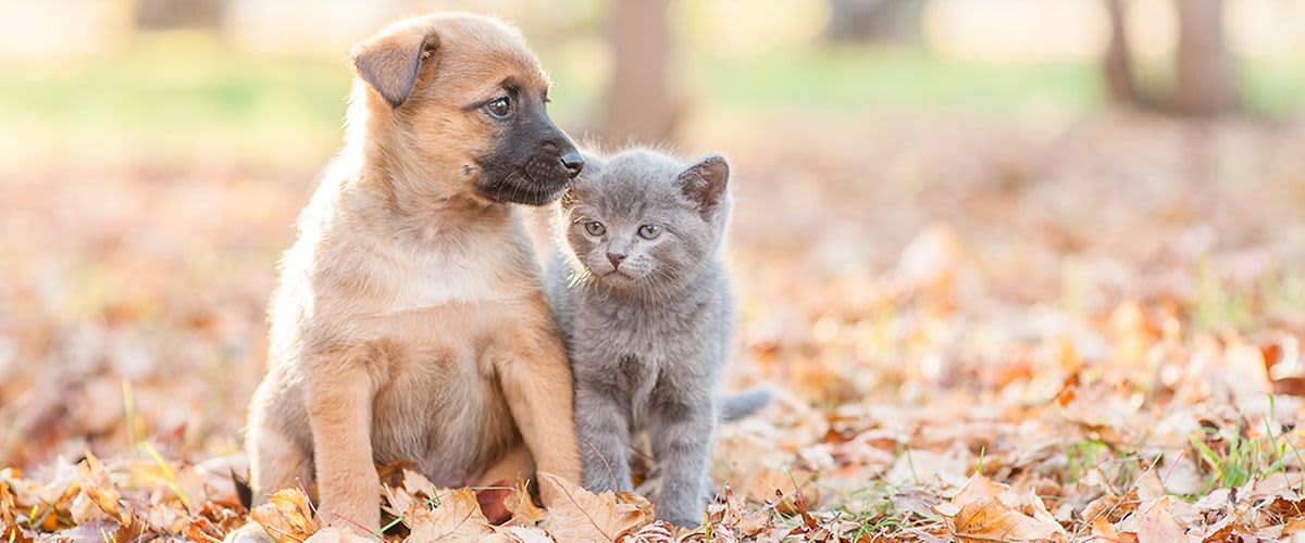 Prirodna rješenja protiv parazita naših kućnih ljubimaca, ali pomažu li zapravo?