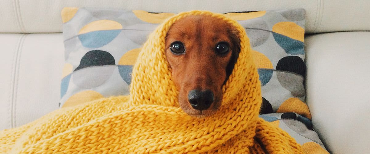 Savjeti za sretne četveronožne prijatelje u hladnoj sezoni