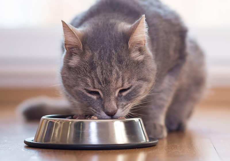Optimalna hrana za mačke