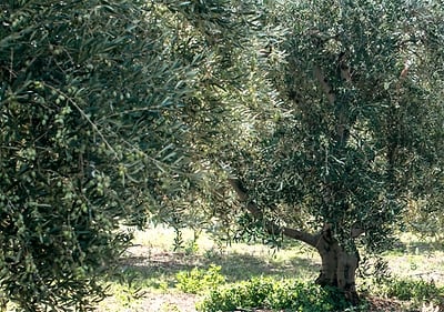 dmBio gurmanski proizvodi iz Grčke