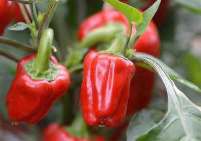 dmBio gurmanski proizvodi iz Grčke