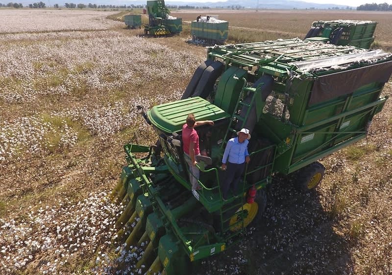 Strojna žetva biljaka pamuka