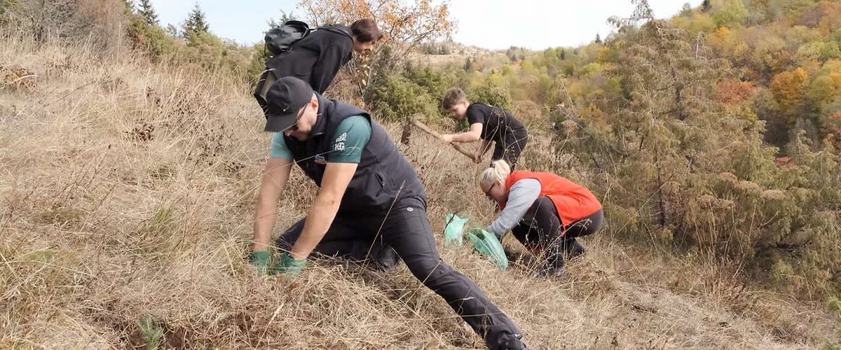 Sadnja mladica na brežuljku od grupe volontera u prirodi