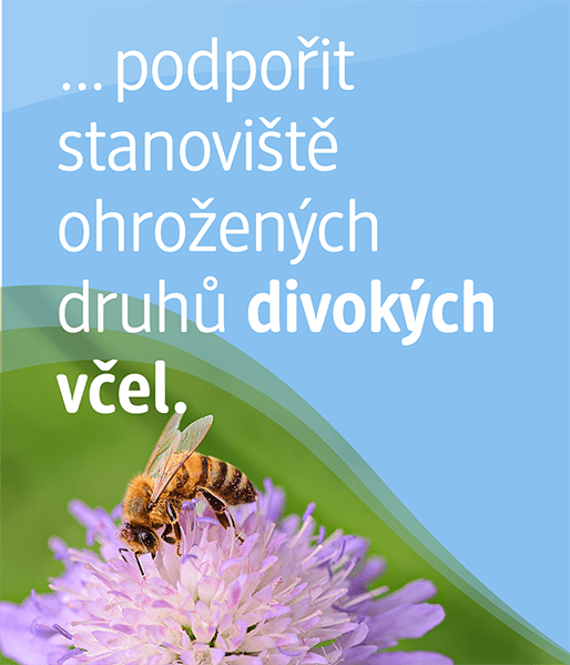Chráníme místa výskytu ohrožených divokých včel.