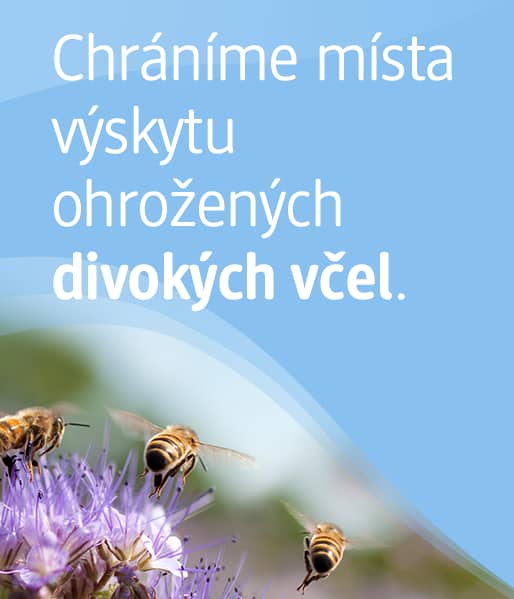 Chráníme místa výskytu ohrožených divokých včel.