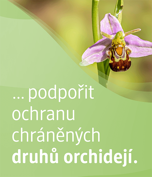 Pomáhame zachovat chráněné druhy orchidejí.
