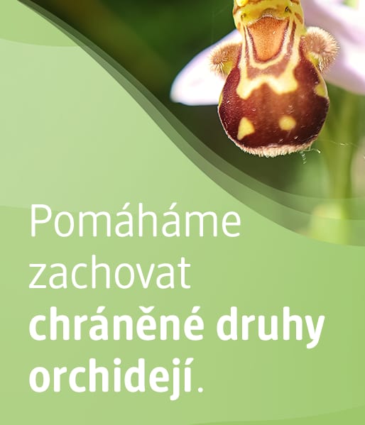 Pomáhame zachovat chráněné druhy orchidejí.