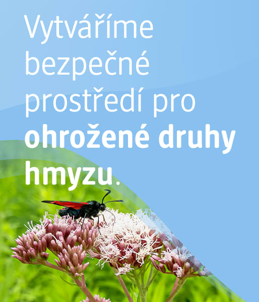Vytváříme bezpečné prostředí pro ohrožené druhy hmyzu.