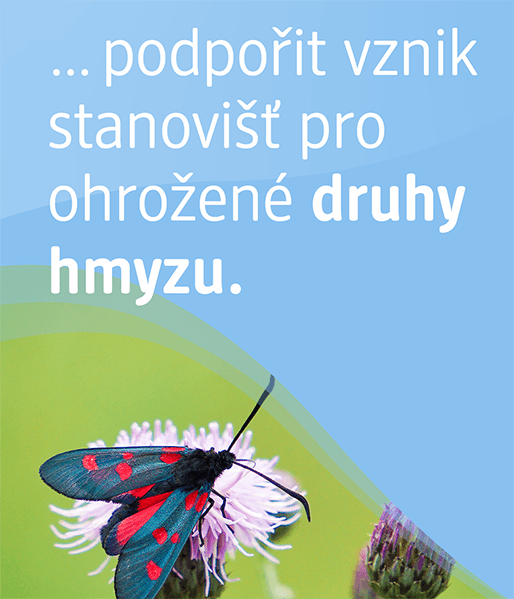 Vytváříme bezpečné prostředí pro ohrožené druhy hmyzu.