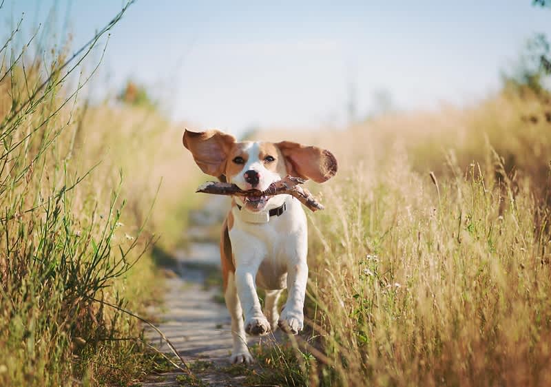 Pes běží s klackem v tlamě po polní cestě
