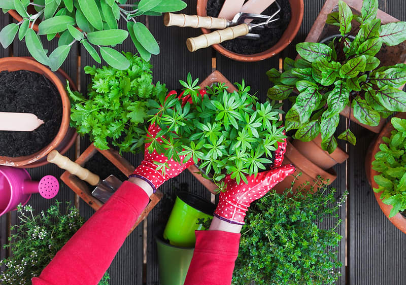 Zahradničení jako relax