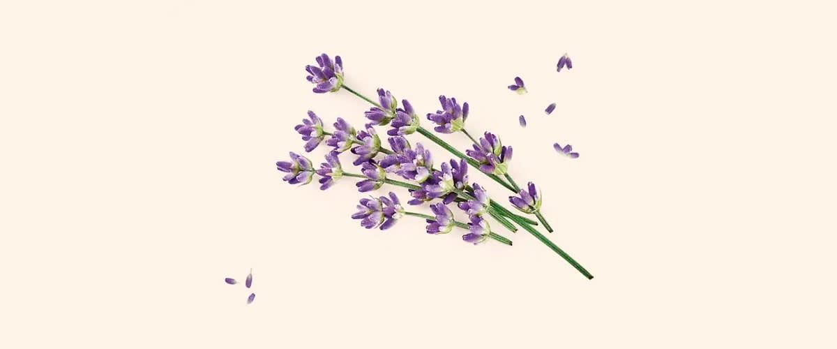 Levandule