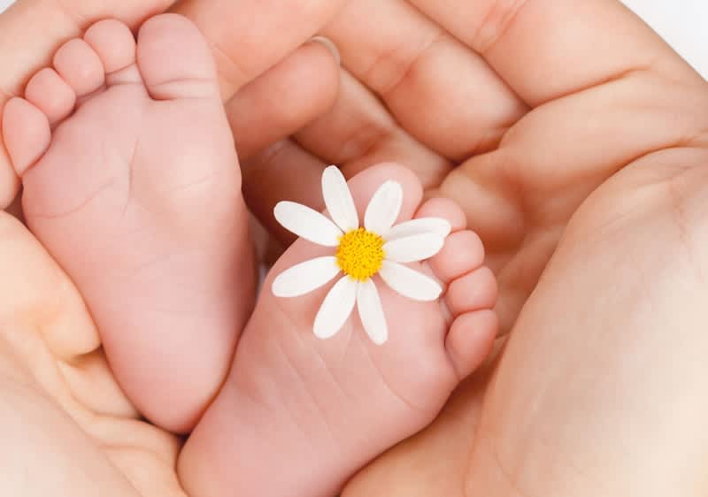 Ruce držící dětské nohy s květinou