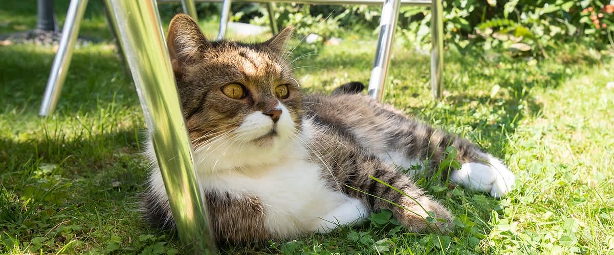 kočka v trávě