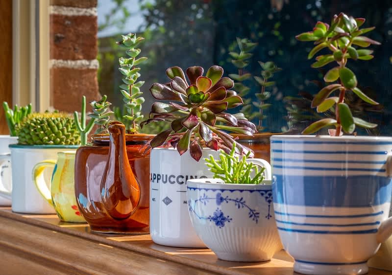 Rostliny v květináčích na parapetu