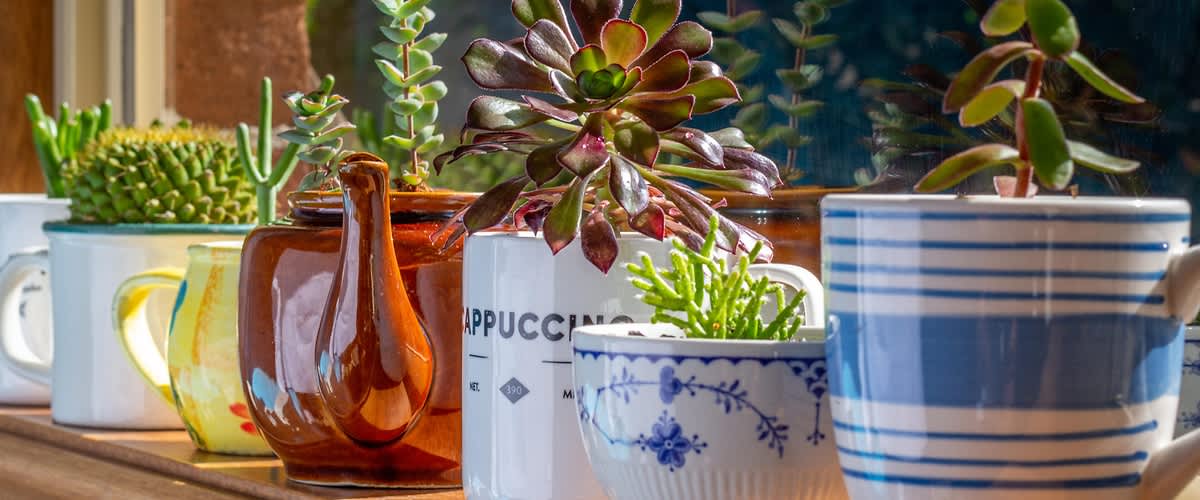 Rostliny v květináčích na parapetu