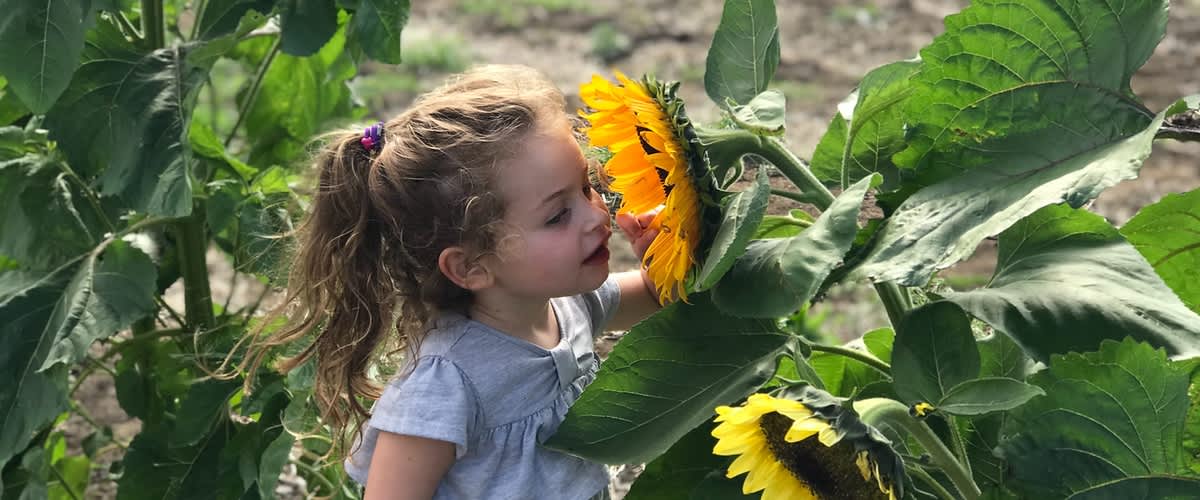 Dítě u slunečnice na zahradě