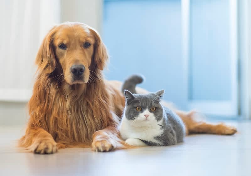 Pes a kočka ležící na podlaze