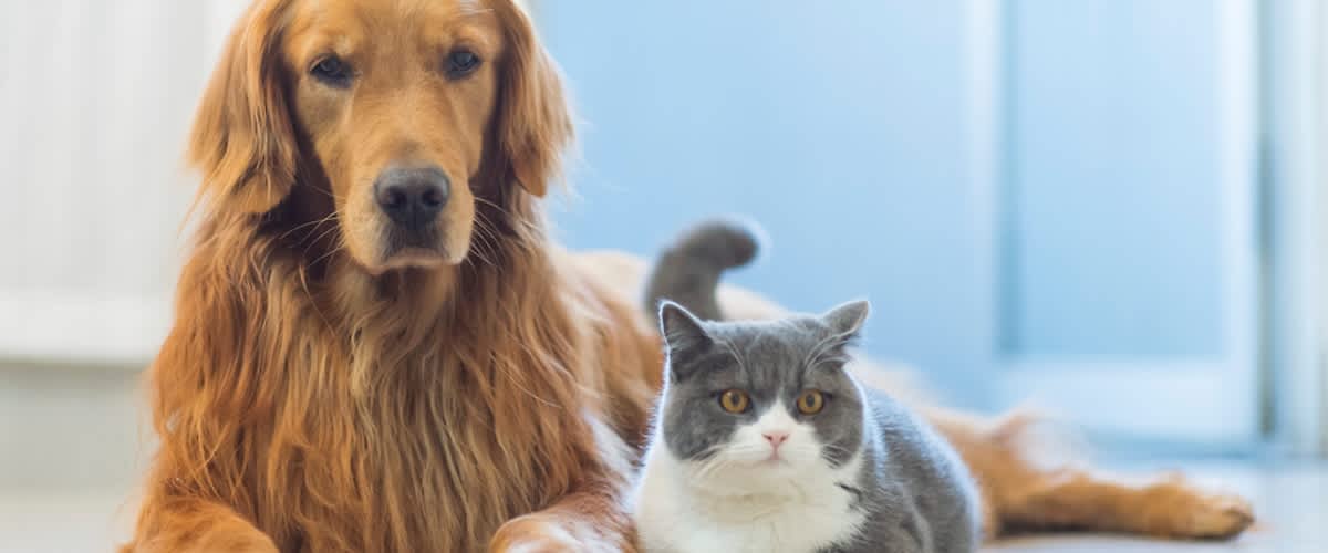 Pes a kočka ležící na podlaze