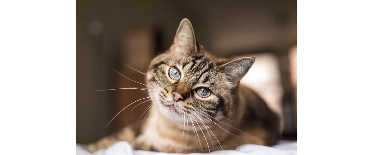 Kočka s modrýma očima