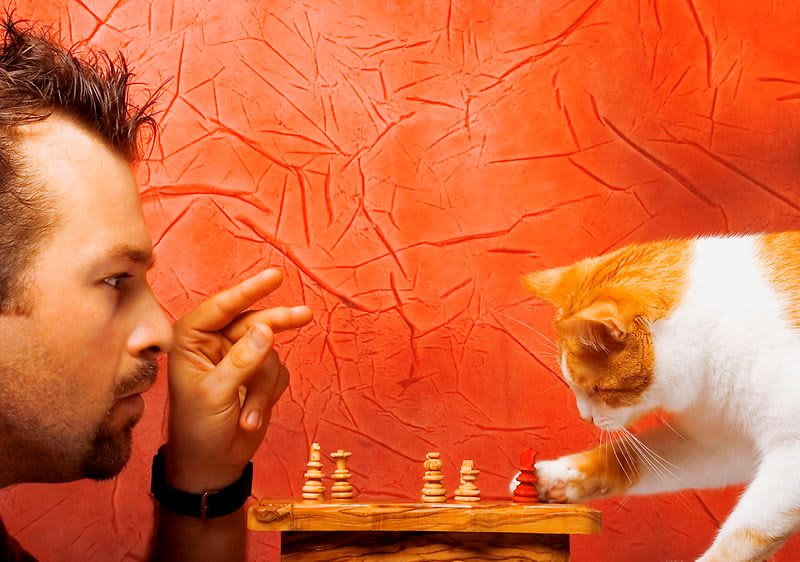 kočka hraje šachy