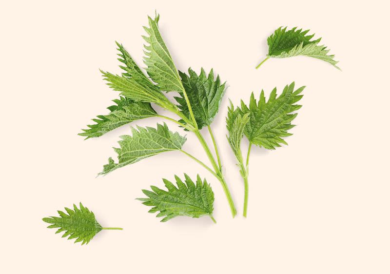 Kopřivové listy na světlém pozadí