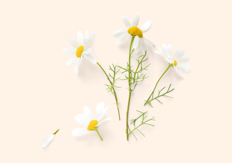 Pět bílých květů heřmánku na béžovém pozadí