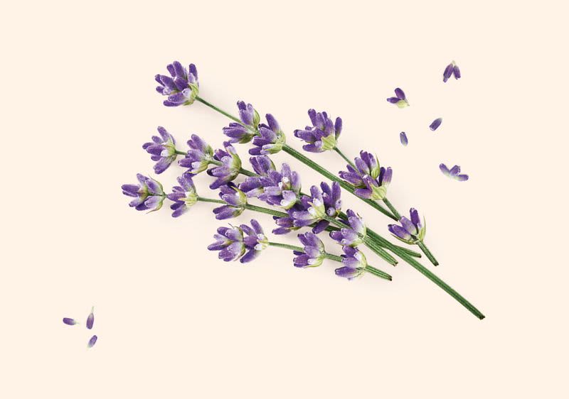 Levandulové květy na světlém pozadí