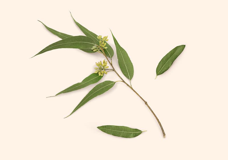 Větvička s listy a květy na béžovém pozadí