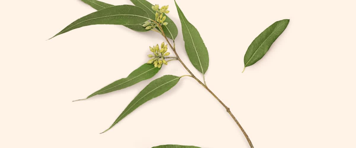 Větvička s listy a květy na béžovém pozadí