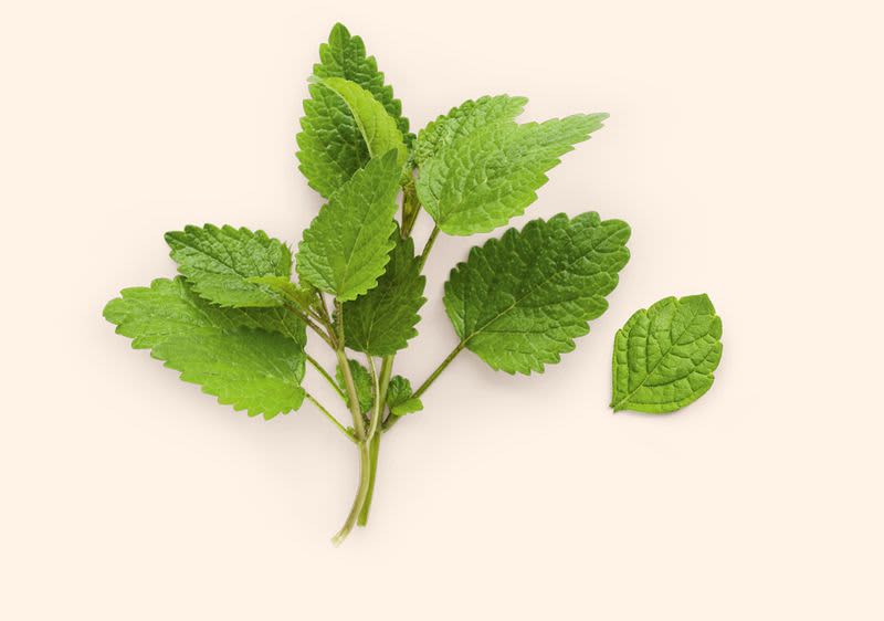 Čerstvé zelené lístky máty na světlém pozadí