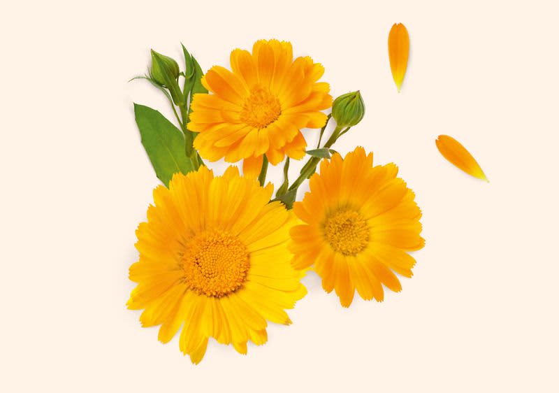 Tři žluté květy měsíčku lékařského s lístky na světlém pozadí