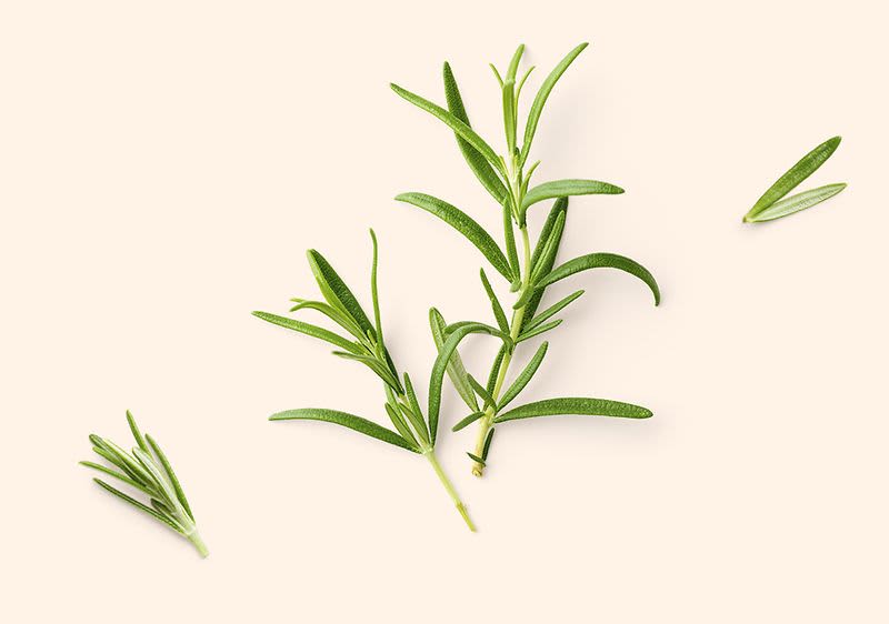 Čerstvé větvičky rozmarýnu na světlém pozadí