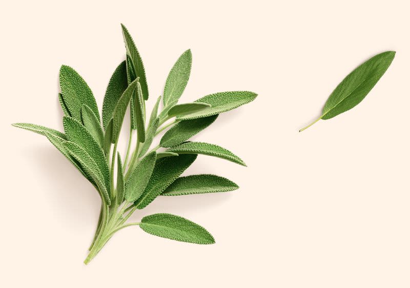 Svazek šalvějových listů a jeden samostatný list na béžovém pozadí