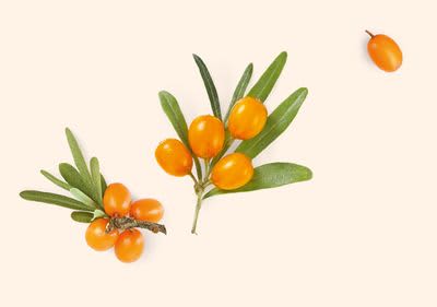 Rakytník s oranžovými plody a zelenými listy na světlém pozadí