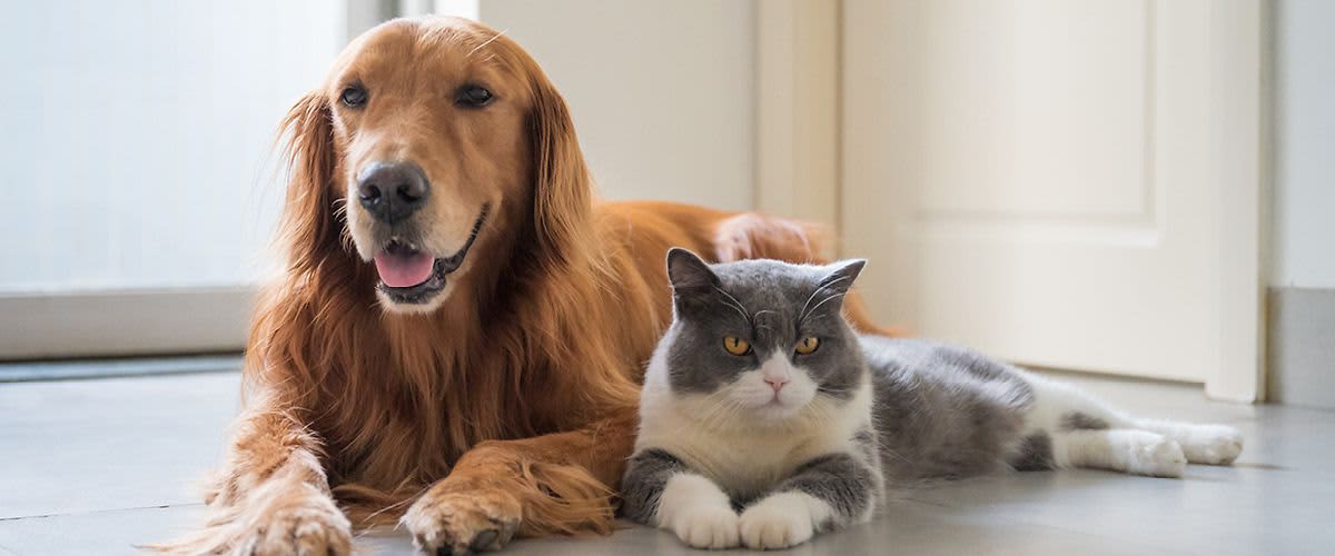 Péče o zvířecí srst