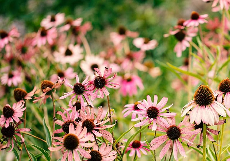 Růžové květy echinacey